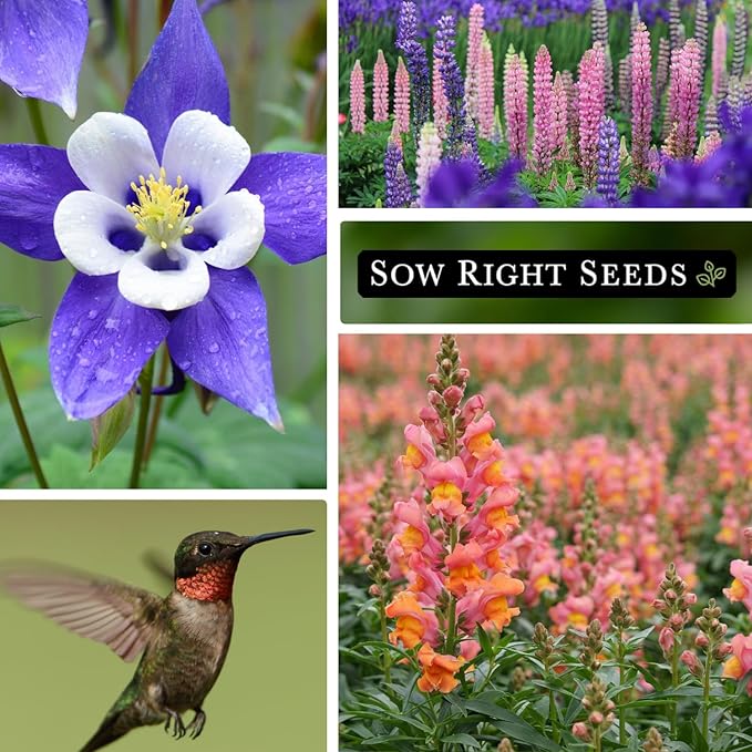 Sow Right Seeds - Hummingbird Seed Collection for Planting - Snapdragons, Russell Lupine, and Columbine - Seed Kit for Pollinators - Non-GMO Heirloom with Instructions to Plant - Makes a Great Gift