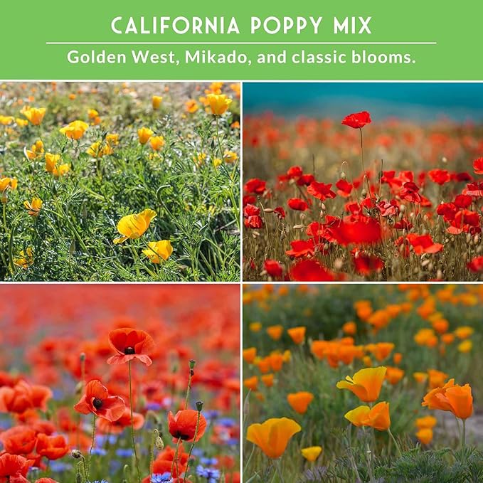 Poppy Collection 4 Variety Pack of Seeds for Planting – California, Golden West, Mikado & Red Corn Poppy Varieties – Non-GMO Heirloom Wildflower Collection - Survival Garden Seeds