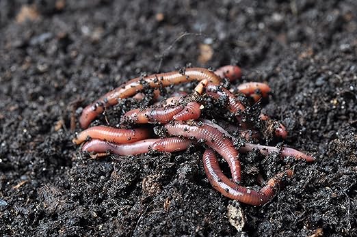 BROTHERS WORM FARM - 1/4 LB (~250) Red Wiggler Composting Worm Blend. Best Species for Composting, Gardens, Bins and Creating Worm Castings at Home.