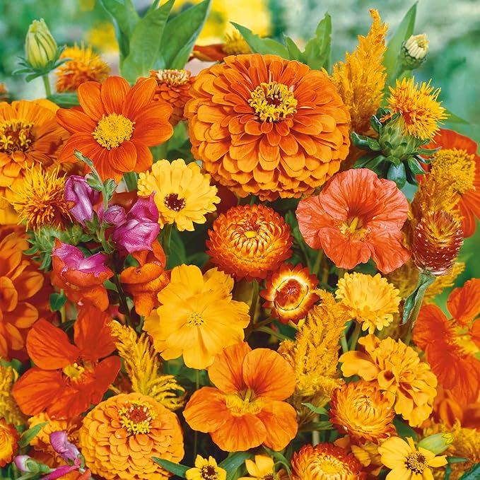 Eden Brothers Orange You Glad Flower Mixed Seeds for Planting, 1/4 lb, 120,000+ Seeds with Dahlia, Double Strawflower | Attracts Pollinators, Plant in Spring or Fall, Zones 3, 4, 5, 6, 7, 8, 9, 10