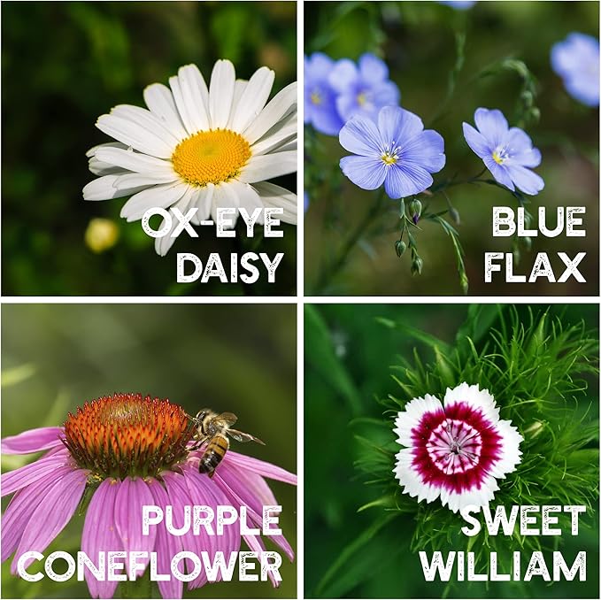All Annual Wildflower Seeds Mix – 4 Oz, 4,000+ Seeds – 21 Varieties Including California Poppy, Indian Blanket, Scarlet Flax – Bulk Pollinator Wildflower Seed for Planting