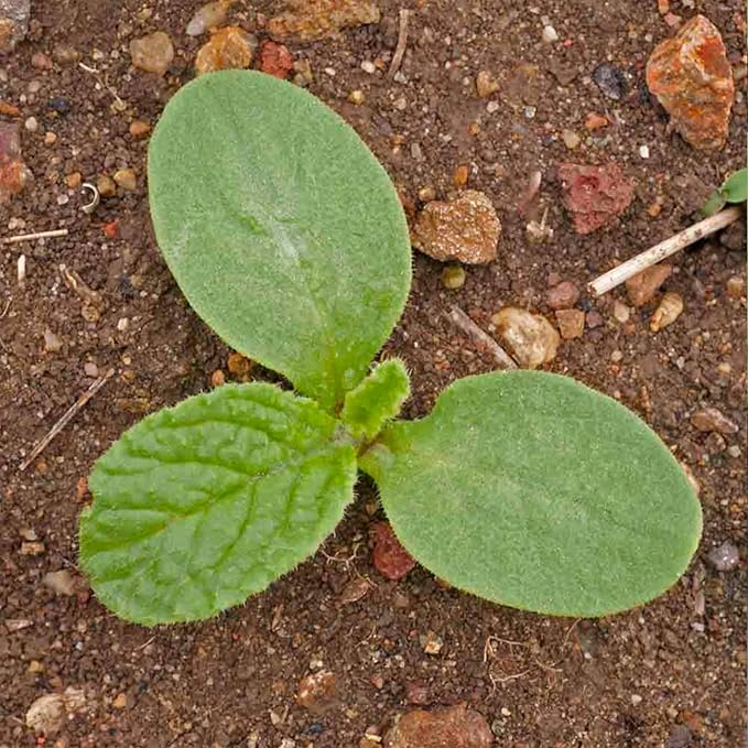 Seed Needs Borage Seeds for Planting White Borago officinalis Starflower - Non-GMO Heirloom & Untreated Herb Seed to Plant and Grow an Outdoor Home Grown Garden (5 Packs)