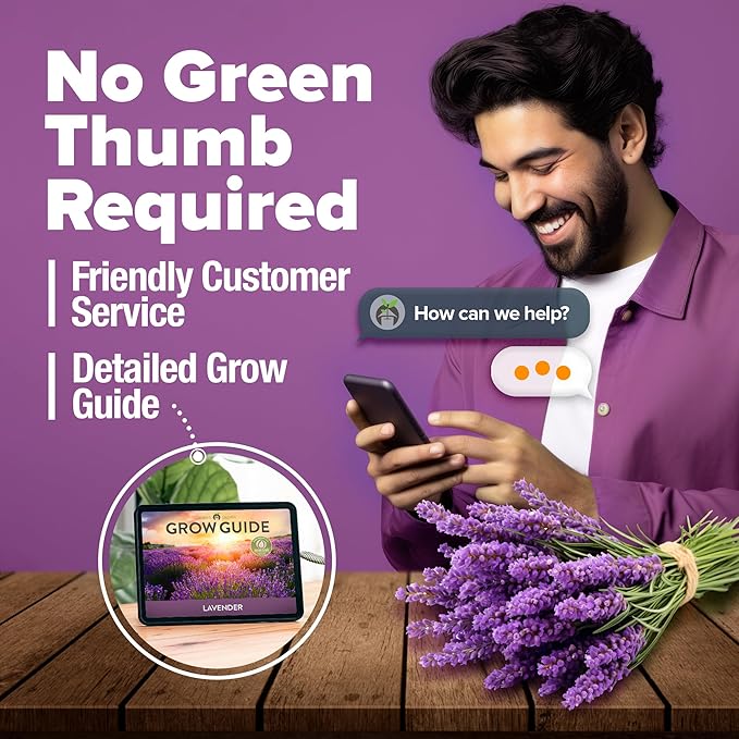 HOME GROWN Non GMO English Lavender Seeds 3,000+ Wildflower Seed for Planting Indoor/Outdoor, High Germination, Plant Flower Seeds (Lavandula antustifolia)