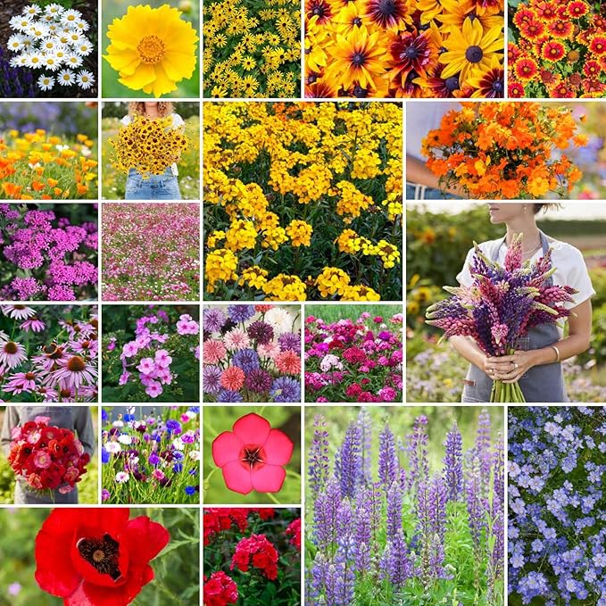 Eden Brothers Northeast Wildflower Mixed Seeds for Planting, 1/4 lb, 120,000+ Seeds with Cosmos, Candytuft, Shasta Daisy | Attracts Pollinators, Plant in Spring or Fall, Zones 3, 4, 5, 6, 7, 8, 9, 10