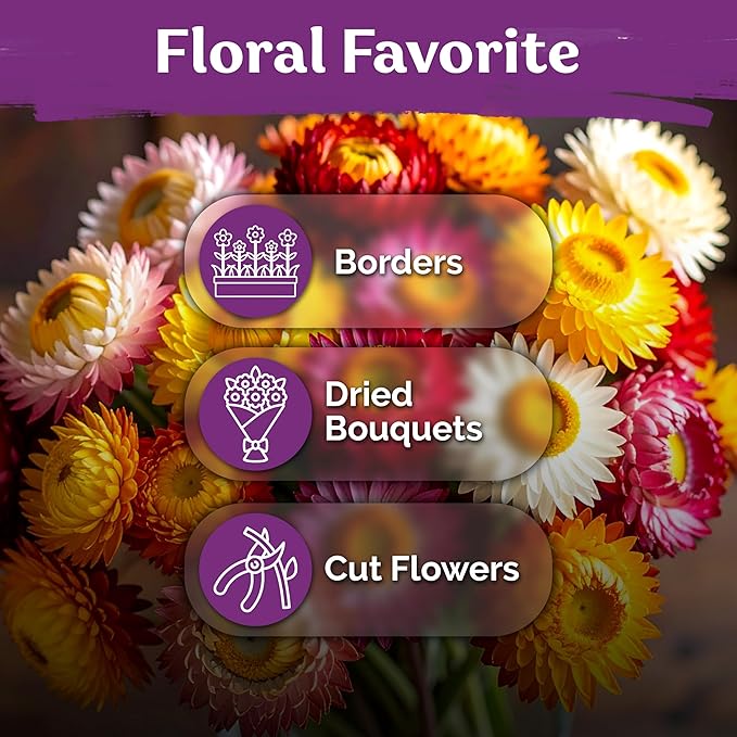 KVITER 1,500 Tall Mix Strawflower Seeds for Planting (Xerochrysum/Helichrysum Bracteatum) — Golden Everlasting Flower, Paper Daisy — Ideal Organic, Heirloom Cut Flower Seeds to Plant Outside & Drying