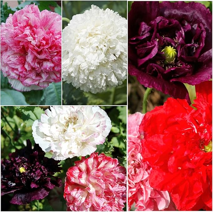Seed Needs Mixed Peony Poppy Seeds for Planting - Heirloom & Open Pollinated - Colorful Mixture to Plant an Outdoor Butterfly Garden, Attracts Pollinators (2 Packs)