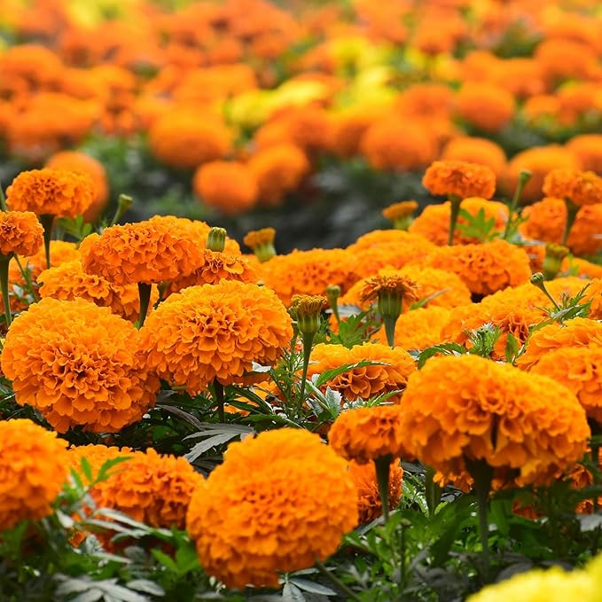 Marigold Seeds, 1 OZ Over 9500+ Seed, Cracker Jack in Mix Color for Planting Indoor & Outdoor, Attract Pollinators, Non-GMO | Heirloom | USDA Zone 2-11