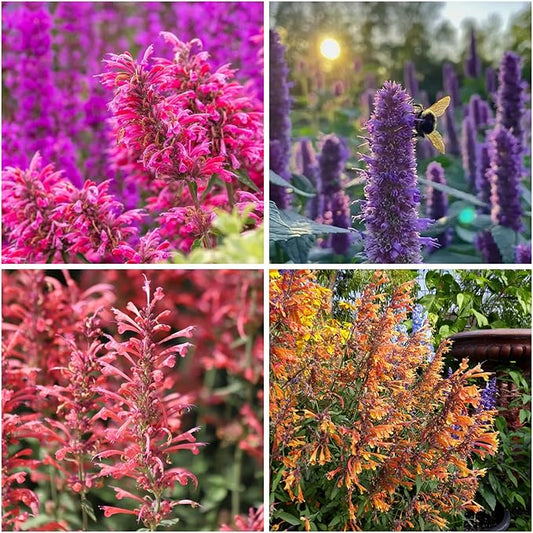 50+ Pink Hummingbird Mint Seeds for Planting, Agastache Seeds Perennial,Hyssop Seed Organic with Pink Spikes,Long Blooming Pollinator Plant for Hot Dry Gardens