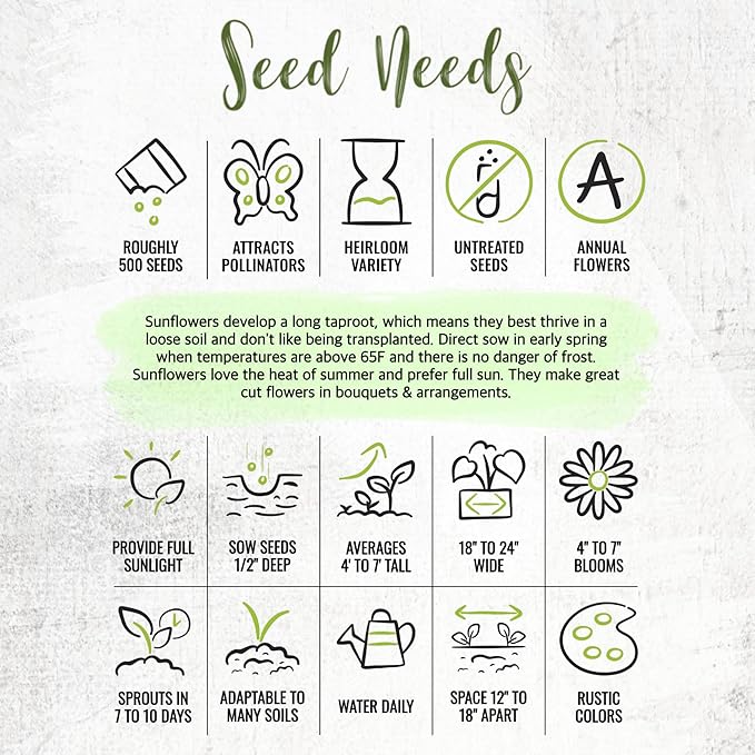 Seed Needs Sunflower Seeds to Plant Sunset Blend 7 Varieties Mix | 750+ Seeds Helianthus Annuus Heirloom Open Pollinated XL Packet | Multicolored Sun Flowers Garden Favorite