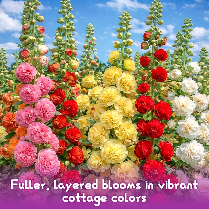 3000+ Double Hollyhock Flower Seeds - Large Bulk Pack, Mixed-Color Tall Hollyhock Seeds, Perfect for Fence Lines & Wall Backdrops, Cottage Garden Style, Beginner-Friendly