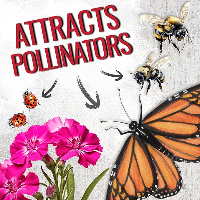 Seed Needs Sweet William Seeds for Planting Dianthus Flowers - Heirloom & Open Pollinated Annual Wildflower Seed Mix to Attract Butterflies, Bees & Other Pollinators to a Butterfly Garden (5 Packs)