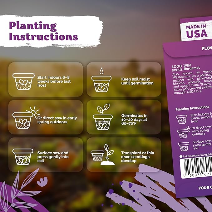 KVITER 1,000 Wild Bergamot Seeds for Planting (Monarda fistulosa) – Bee Balm Native Wildflower, Pollinator Magnet, Organic & Non GMO – Perennial Flower Seeds to Plant Outside in Flower/Herb Garden