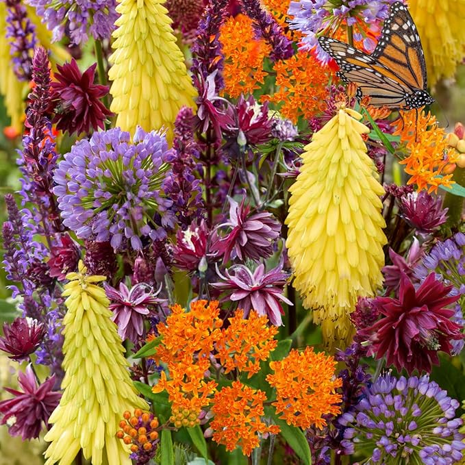 Complete Sunny Perennial Pollinator Flower Bulb Garden - 25 Bulbs for 50 Days of Continuous Blooms (Summer Color from July Through October) - Easy to Grow Summer Planting Bulbs by Willard & May
