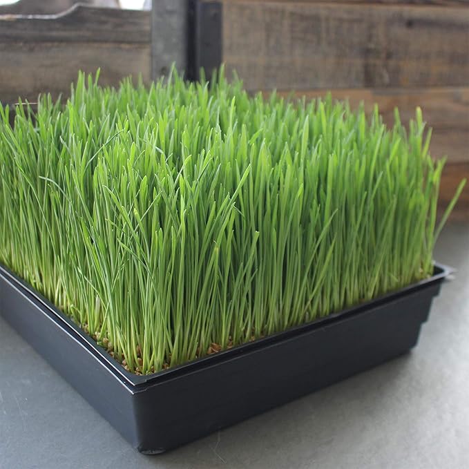 10-Pack 1020 Garden Growing Trays without Drain Holes - 10" x 20" Plastic Plant Trays No Holes - Wheatgrass Sprouting Tray, Microgreens Seed Tray, Hydroponic Trays, Nursery Flats, Greenhouse Supplies