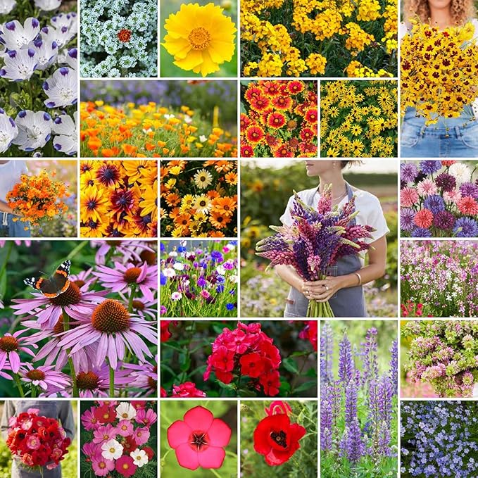 Eden Brothers Southeast Wildflower Mixed Seeds for Planting, 1 lb, 480,000+ Seeds with Cornflower, Blanket Flower | Attracts Pollinators, Plant in Spring or Fall, Zones 3, 4, 5, 6, 7, 8, 9, 10