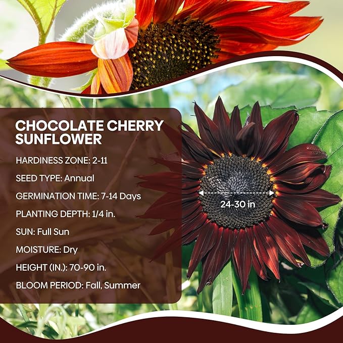 Chocolate Cherry Sunflower Seeds, 6-8 FT Giant Burgundy Black Sunflower, 80+ Helianthus Annuus Seeds, Non-GMO | Heirloom | High Germination | Attracts Pollinators