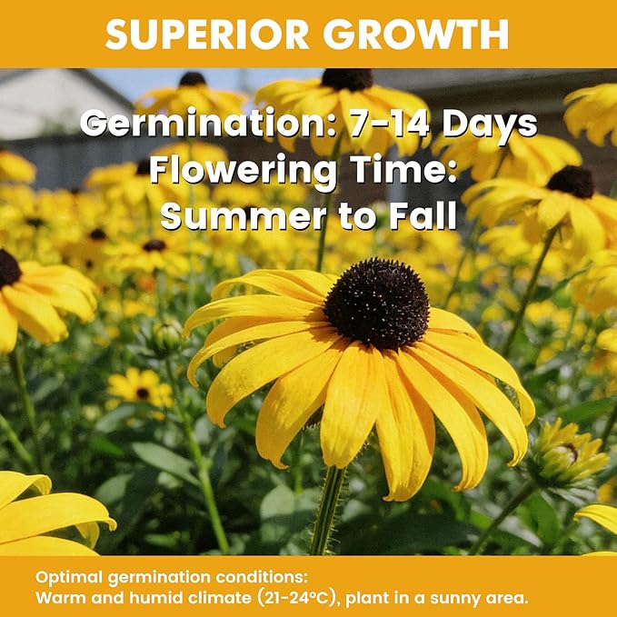 120,000+ Black Eyed Susan Seeds for Planting, Perennial Wildflower Seeds for Pollinator Gardens, Non-GMO Heirloom Flower Seeds to Plant Outside & Inside, Borders, Containers, Rudbeckia hirta