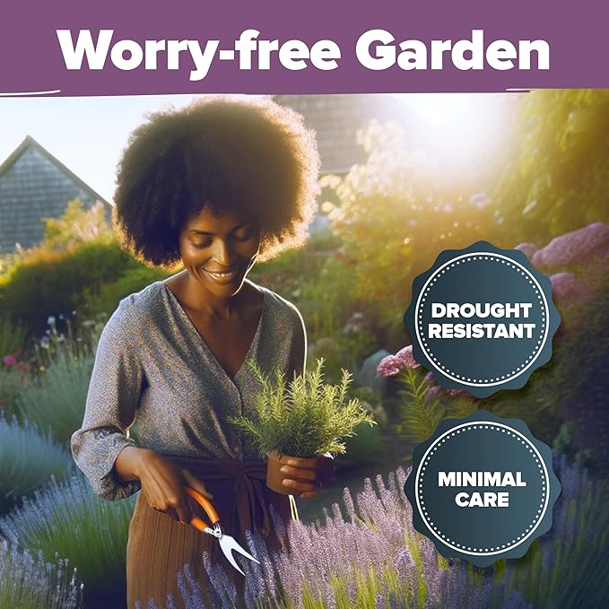 HOME GROWN Non GMO English Lavender Seeds 3,000+ Wildflower Seed for Planting Indoor/Outdoor, High Germination, Plant Flower Seeds (Lavandula antustifolia)