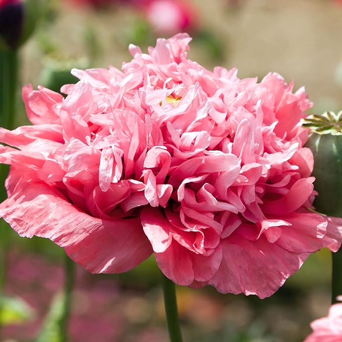 Seed Needs Mixed Peony Poppy Seeds for Planting - Heirloom & Open Pollinated - Colorful Mixture to Plant an Outdoor Butterfly Garden, Attracts Pollinators (1 Pack)
