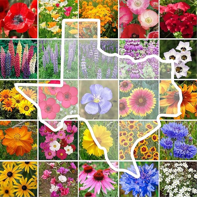 Eden Brothers Texas Wildflower Mixed Seeds for Planting, 1/4 lb, 120,000+ Seeds with Cornflower, Birds Eyes, African Daisy, Attracts Pollinators, Plant in Spring or Fall, Zones 3, 4, 5, 6, 7, 8, 9, 10
