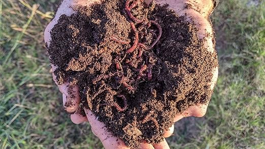 BROTHERS WORM FARM - 1/2 LB (~500) Red Wiggler Compost Worm Blend. Live Worms for Composting and Creating Worm Castings at Home. Ideal for Worm Composters, Gardens, and Worm Bins.