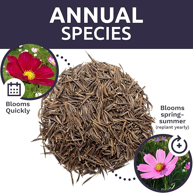 Bulk Cosmos Seeds Wildflower Mixture - 1 Pound Bag - Over 80,000 Seeds - Pink, Yellow, Orange, Red, Purple and White Mixed Species!