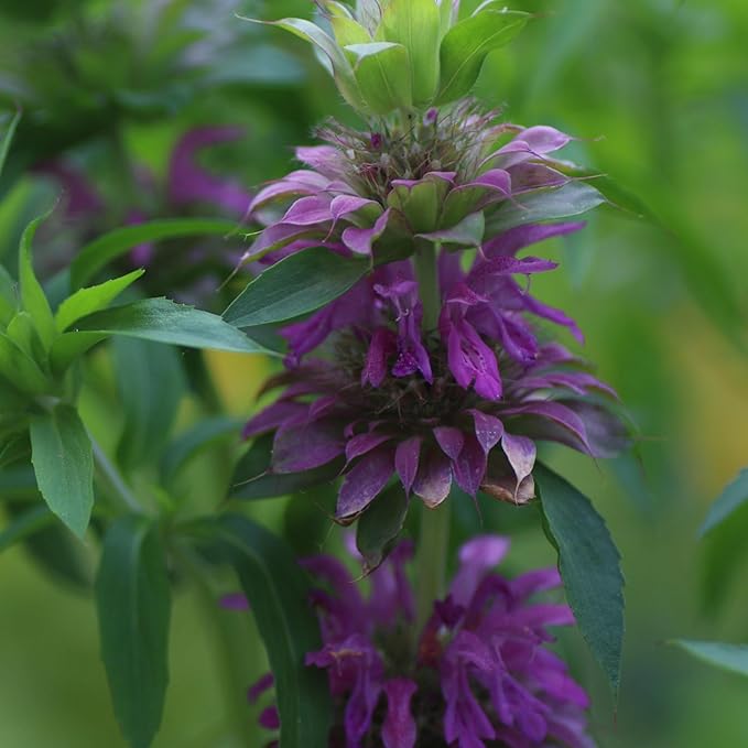 Seed Needs Lemon Mint Seeds for Planting Monarda citriodora Herbs - Grow a Non-GMO Heirloom & Untreated Medicinal Herb Garden Indoors or Outdoors - Popular in Herbal Tea (5 Packs)