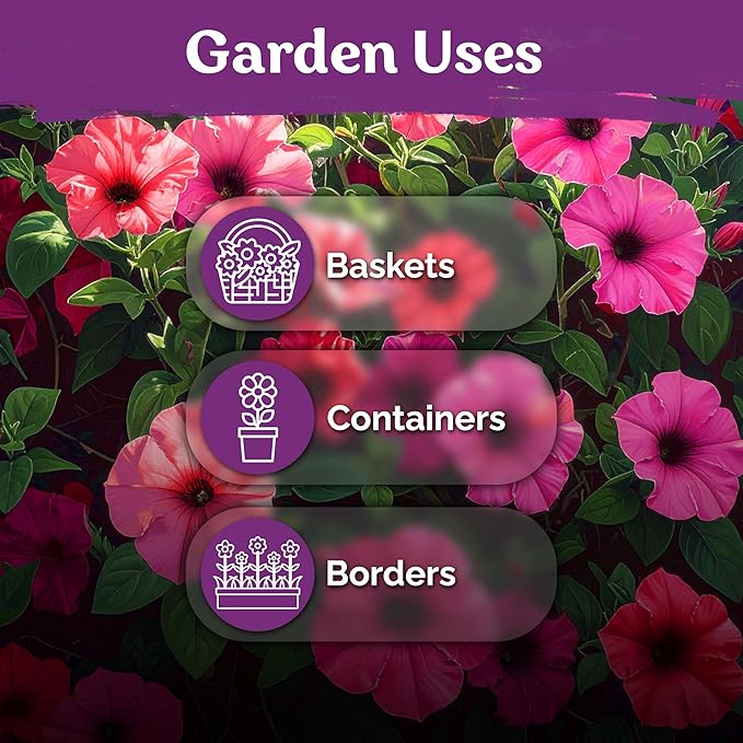 KVITER 2000 Shanin Wild Petunia Seeds for Planting (Pеtuniа viоlacea) – Violet Petunia Seed Packets Bulk – Annual Purple Flower Seeds to Plant Outside in Hanging Baskets, Flower Garden, Containers