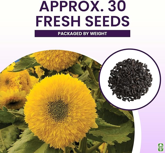 Teddy Bear Sunflower Seeds – 30+ Giant, Fluffy Blooms – Heirloom Flower Seeds for Outdoor Planting – Grows Up to 7’ Tall in Full Sun - Grown in the USA