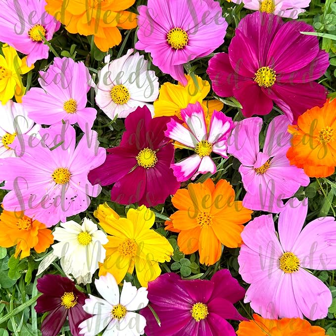 Seed Needs Flower Seeds Cosmos Crazy Blend No Filler 10+ Varieties | Cosmo Bipinnatus Open Pollinated Untreated | Resealable Packaging Keeps Seeds Fresh | Cosmos Flowering Seed Mix (2 Bulk Packs)