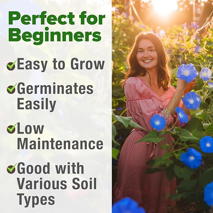 HOME GROWN Morning Glory Seeds,Heavenly Blue (2 Pack) 300 Heirloom Morning Glories Vine Seeds for Planting Ideal for a Flower Garden That Attracts Pollinators and Birds(Ipomoea Tricolor)