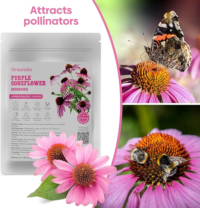 Purple Coneflower Seeds 1 OZ, Perennial Open Pollinated Non-GMO Echinacea Seeds Grown in The USA, Cone Flower Seed for Planting, USDA 3-9
