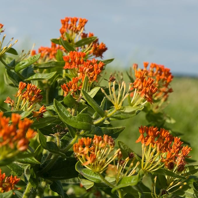 The Old Farmer's Almanac Butterfly Milkweed Flower Seeds - Premium Non-GMO, Open Pollinated, USA Origin (1 Packet - 400 MG - Approx 40 Seeds)