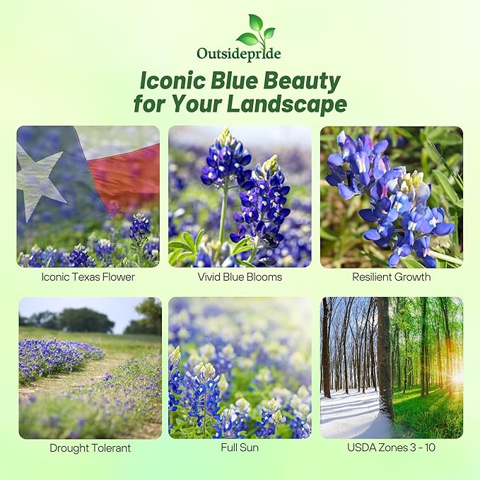 Outsidepride Texas Bluebonnet Seeds - 1/4 lb. Annual Lupinus Texensis, Heirloom Quality, Drought-Tolerant Wildflower Seeds w/Blue Blooms for Vibrant Spring Displays, Landscape, & Attracts Pollinators