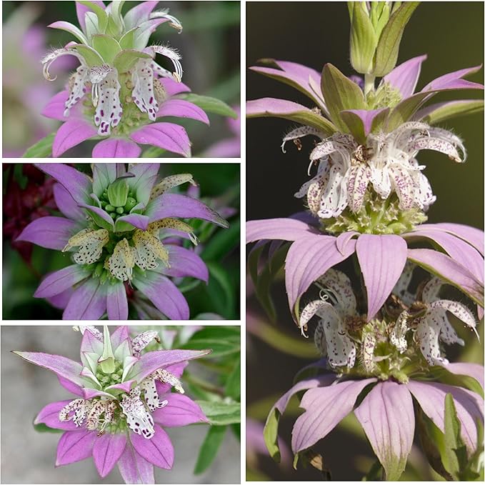 Seed Needs, Spotted Bee Balm Seeds - 300 Heirloom Seeds for Planting Monarda punctata - Medicinal Horsemint Herb, Open Pollinated, Attracts Pollinators (1 Pack)