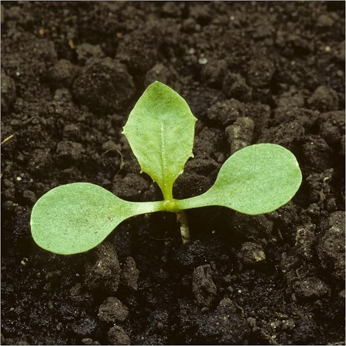 Seed Needs Dandelion Seeds for Planting Traxacum officinale - Non-GMO Heirloom & Untreated Garden Seed to Plant Dandelions for Herbal Uses & Edible Salads (2 Packs (1,000 Seeds))