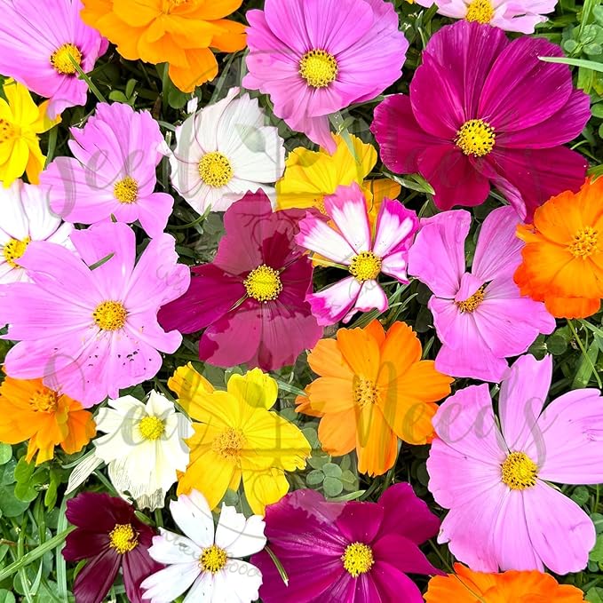 Seed Needs Butterfly Garden Seed Packet Variety Collection - 4 Individual Seed Packets for Planting Flowers - Crazy Cosmos, Zinnia California Giants, Sunflower Crazy Blend & Butterfly Wildflower Mix