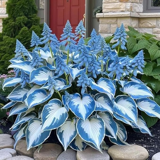 330+ Hosta Seeds for Planting - Perennial Hosta Seeds Outdoor Garden Attract Pollinators Perennial Bonsai Decoration