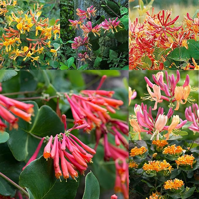 250+ Honeysuckle Seeds - High Germination Rate Perennial Climbing Flower Seeds Hardy Perennial Plant Seeds for Garden
