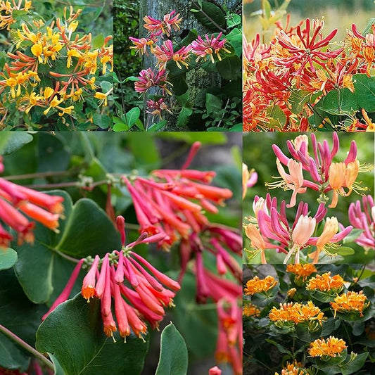 250+ Honeysuckle Seeds - High Germination Rate Perennial Climbing Flower Seeds Hardy Perennial Plant Seeds for Garden