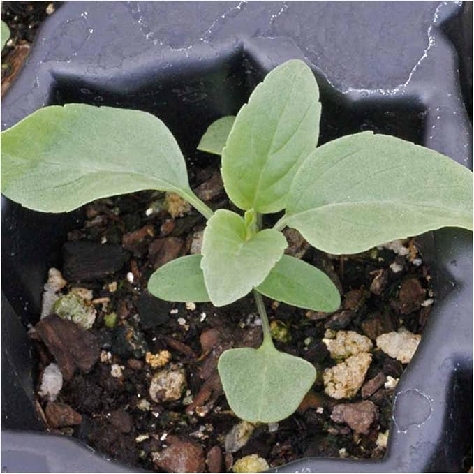 Seed Needs Sapphire Blue Sage Seeds for Planting - Heirloom & Open Pollinated Salvia - Grow a Butterfly Garden with Perennial Flowering Plants (2 Packs)