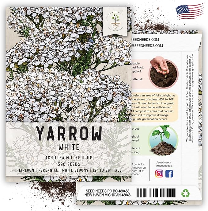 Seed Needs, White Yarrow Seeds - 500 Heirloom Seeds for Planting Achillea millefolium - Perennial Host Plant to Attract Monarch Butterflies & Other Pollinators (5 Packs)