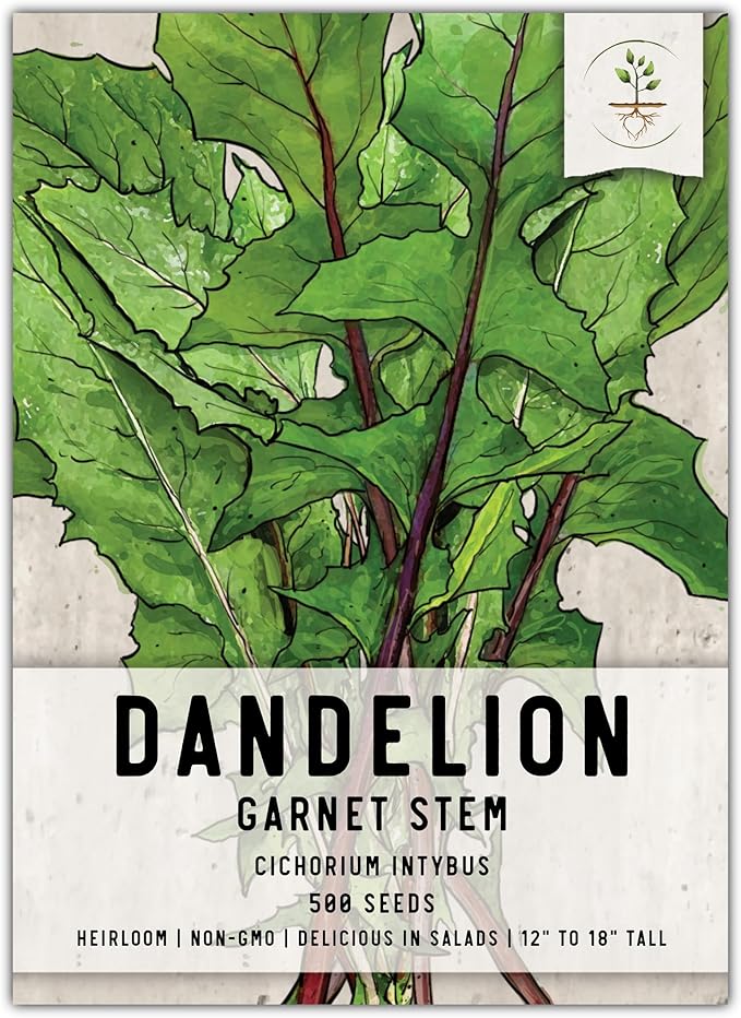 Seed Needs Garnet Stem Dandelion Seeds for Planting - Non-GMO, Heirloom & Untreated Edible Herbs - Grow Your own Food for Tortoises, Rabbits & Bearded Dragons (1 Pack)