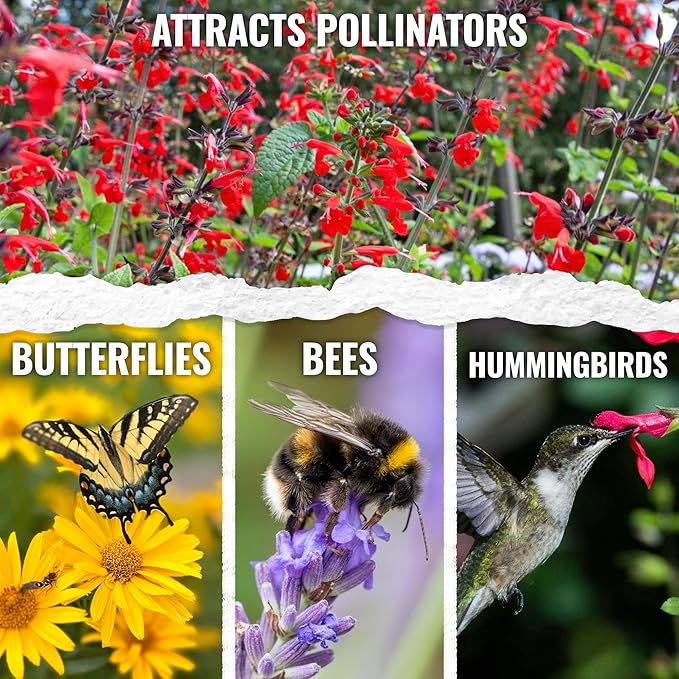 Seed Needs Salvia Seeds for Planting Scarlet Sage Flowers - Heirloom & Open Pollinated Perennial Wildflower Seed to Plant an Outdoor Butterfly Garden to Attract Pollinators (20 Packs)