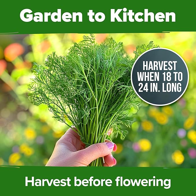 HOME GROWN Dill Seeds 2 Pack (Anethum Graveolens) - 2028 Non-GMO Heirloom Herb Seeds for Planting Indoors or Outdoors, High Germination, Ideal for Herb Gardens, Pots, and Cooking Flavorful Dishes
