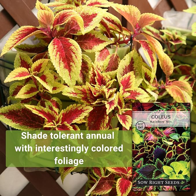 Sow Right Seeds - Coleus Rainbow Mix Seeds for Planting - Beautiful Flowers to Plant in a Home Garden - Indoors or Outdoors - Non-GMO Heirloom Seeds - Attractive & Colorful - Great Gardening Gift (3)