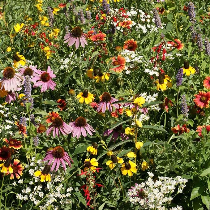 Eden Brothers Native Eastern Xeriscape Flower Seed Mix