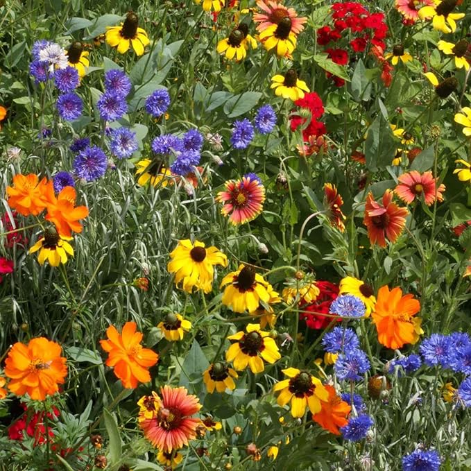 Eden Brothers Native Southeast Wildflower Seed Mix