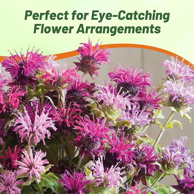 Outsidepride Bee Balm Mix Seeds - 500 Pcs Perennial, Easy to Grow & Pollinator Friendly Monarda Didyma Flower Seeds for Planting Mint Scented Leaves & Edible Blooms, Ideal for Teas & Potpourri