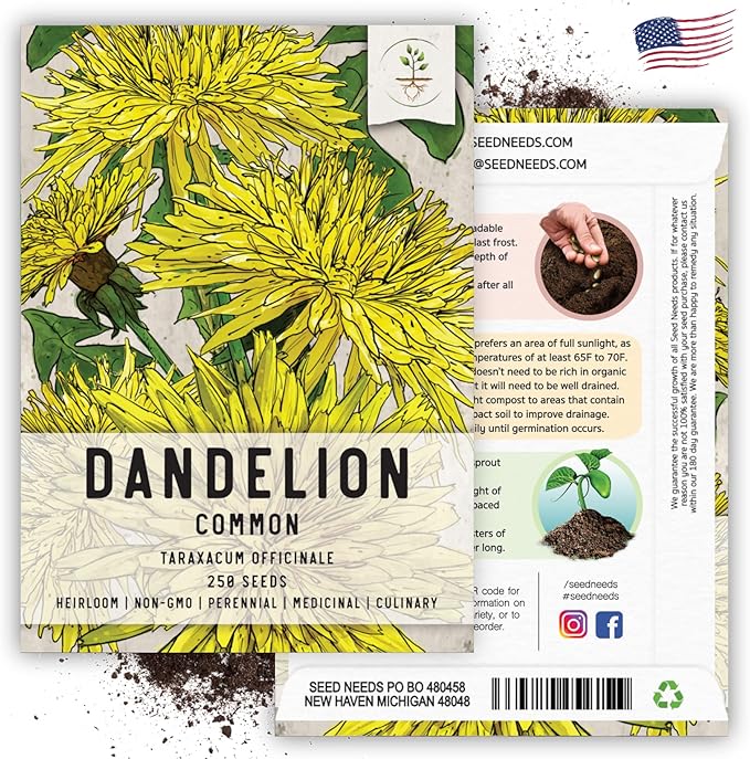 Seed Needs Dandelion Seeds for Planting Taraxacum officinale - Non-GMO Heirloom & Untreated Perennial Herbs - Grow Salad Greens, Food for Tortoises, Rabbits & Bearded Dragons (1 Pack)